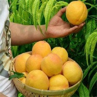 黃金蜜0號(hào) 黃桃 皮薄肉嫩錦繡黃桃 果科種植基地