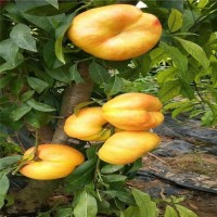 黃蟠桃苗 中油蟠9號(hào)桃樹(shù)苗 巨蟠桃樹(shù)苗 果科種植