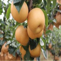 根系發(fā)達(dá) 苗木純正 1公分以上秋月梨苗 基地直供