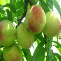 基地供應(yīng)桃樹(shù)苗木 紅蟠桃樹(shù)苗 肉質(zhì)細(xì)嫩 嫁接桃樹(shù)苗
