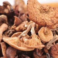 東北黑龍江榛蘑自然晾曬干貨小雞燉蘑菇批發(fā)長(zhǎng)白山特產(chǎn)新貨包郵