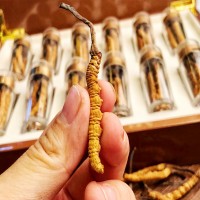 冬蟲夏草西藏那曲鮮蟲草蟲草新鮮批發(fā)無斷草干貨蟲草產地直發(fā)