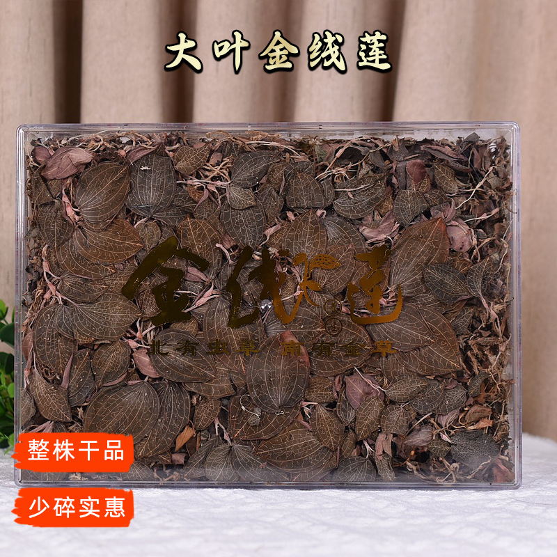 大葉金線蓮_01.png