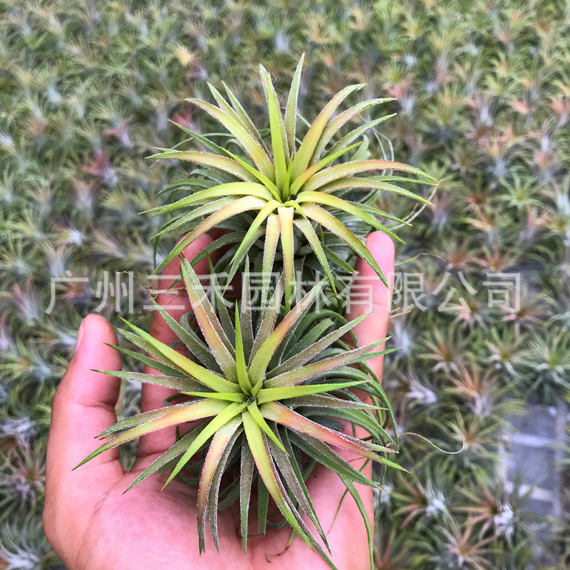 卷葉IMG_1335_副本.jpg