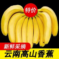 香蕉云南特產(chǎn)新鮮水果應(yīng)季批發(fā)價(jià)大果高山成熟薄皮一件代發(fā)跨境