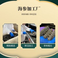 鼎鮮海參工廠批發(fā) 海參即食海參遼刺參獨立包裝 廠家直供支持批發(fā)