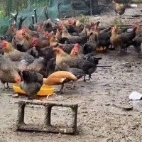 草雞公雞老母雞正宗土雞農家散養(yǎng)走地雞柴雞笨雞燉湯整只