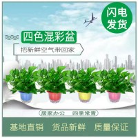 180大綠蘿盆栽植物花卉室內綠植吸甲醛水培吊蘭凈化空氣綠籮基地
