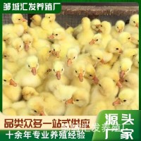 特種養(yǎng)殖白鵝 繁殖種苗可下蛋 景區(qū)觀(guān)賞家養(yǎng)珍禽白獅頭雜交幼苗